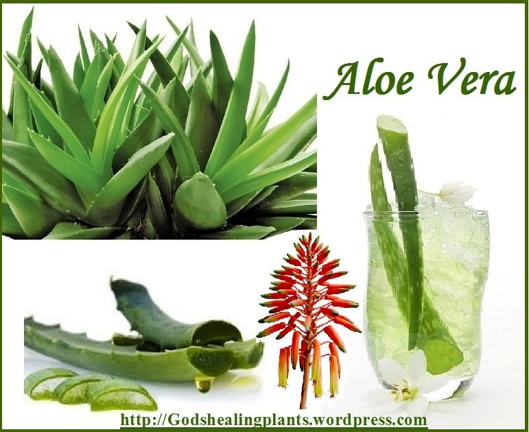 Aloe Vera Benefits  God39;s Healing Plants