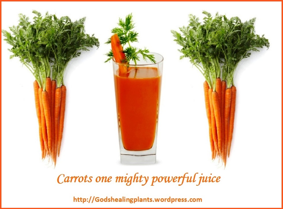 Морковь Диета Отзывы