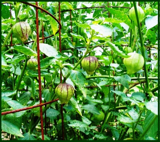 What are tomatillo plants?